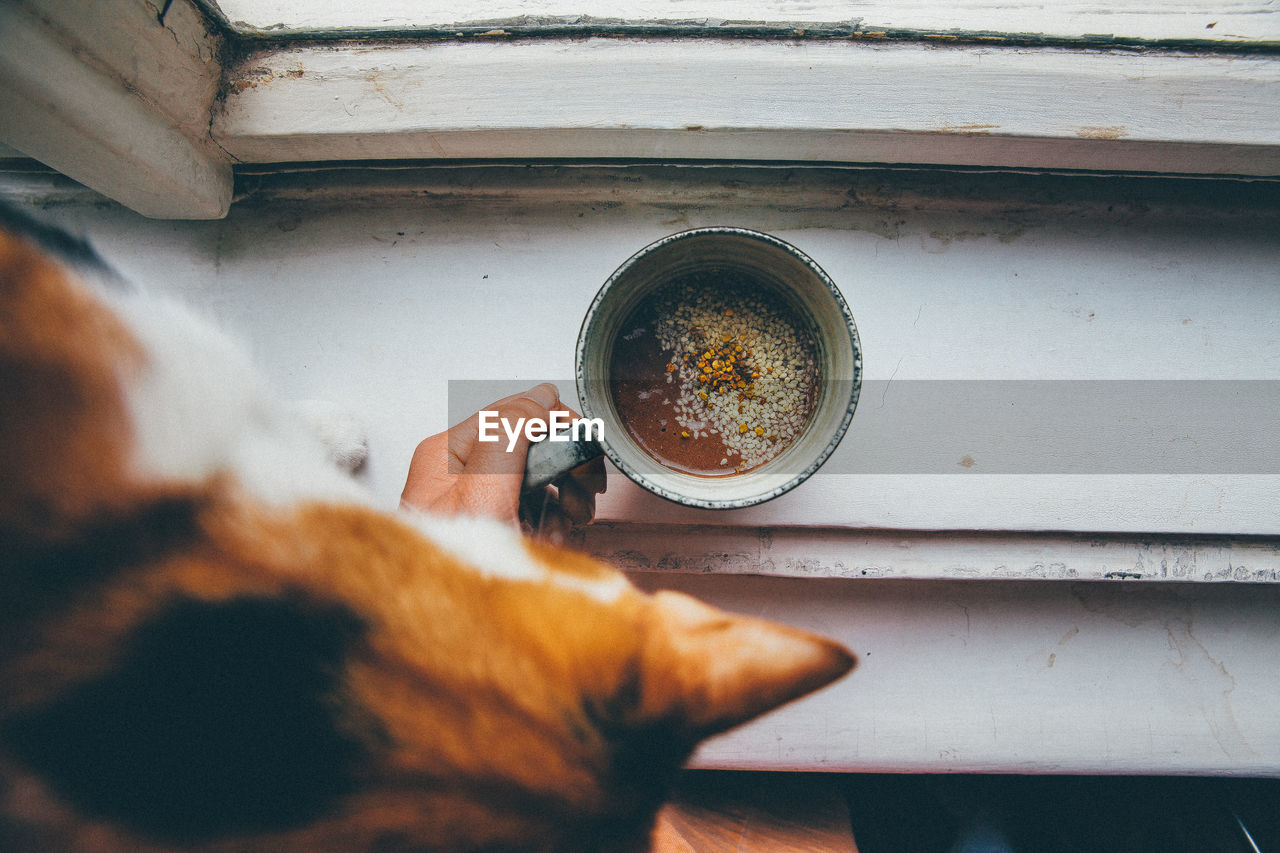 Cropped hand of person holding smoothie over window sill by cat at home