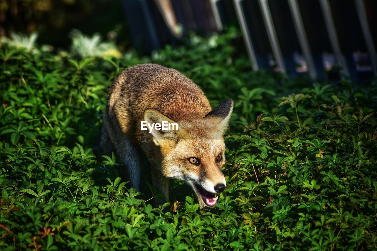 Portrait of a sneaking animal on field