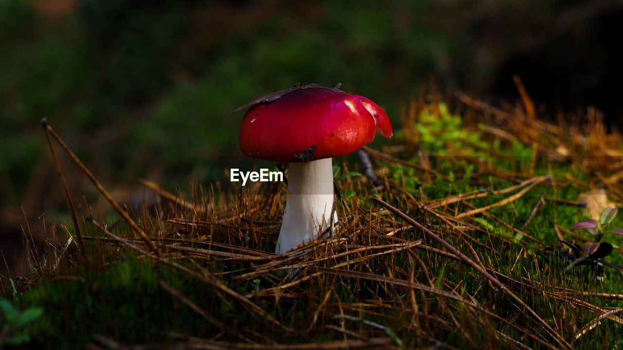 Close-up of mushroom growing on field