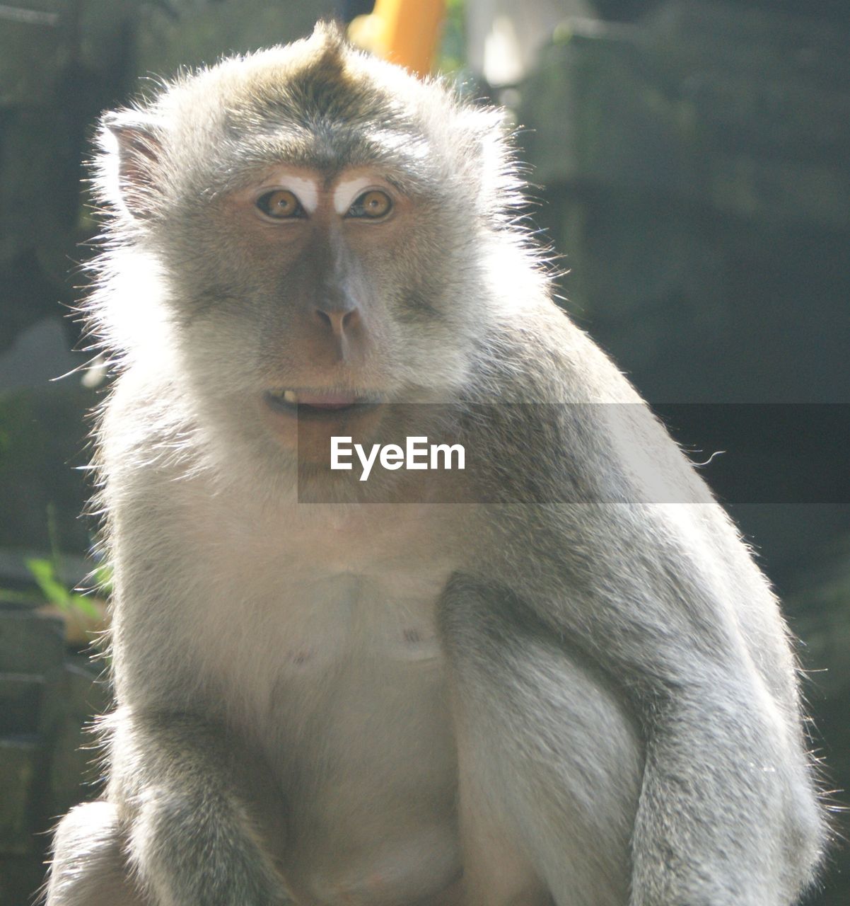 PORTRAIT OF MONKEY AGAINST BLURRED BACKGROUND