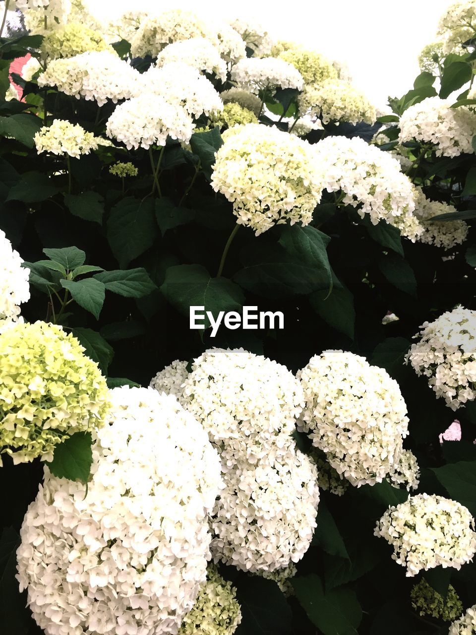 CLOSE-UP OF HYDRANGEA FLOWERS BLOOMING