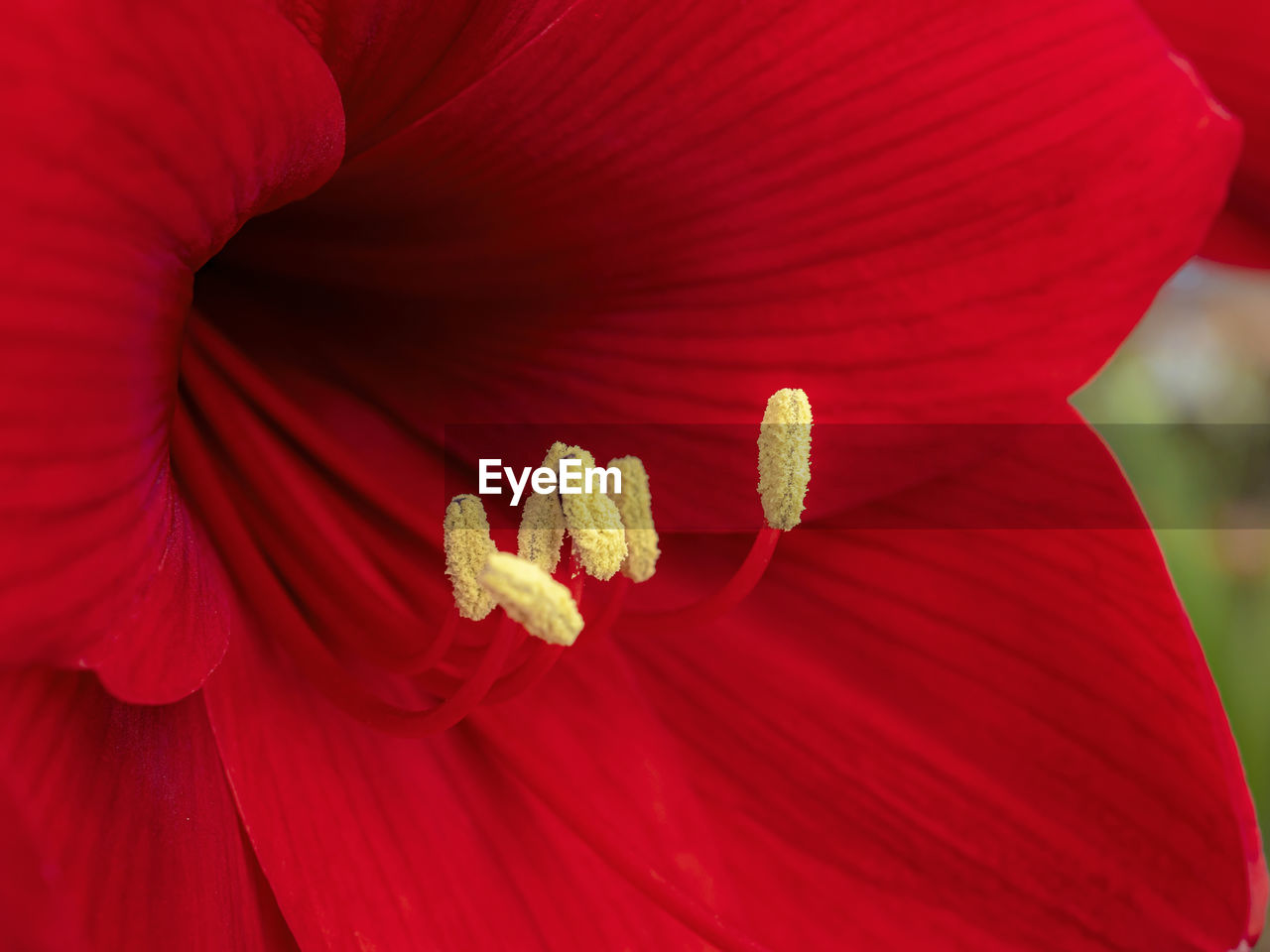 CLOSE-UP OF RED ROSE FLOWER HEAD