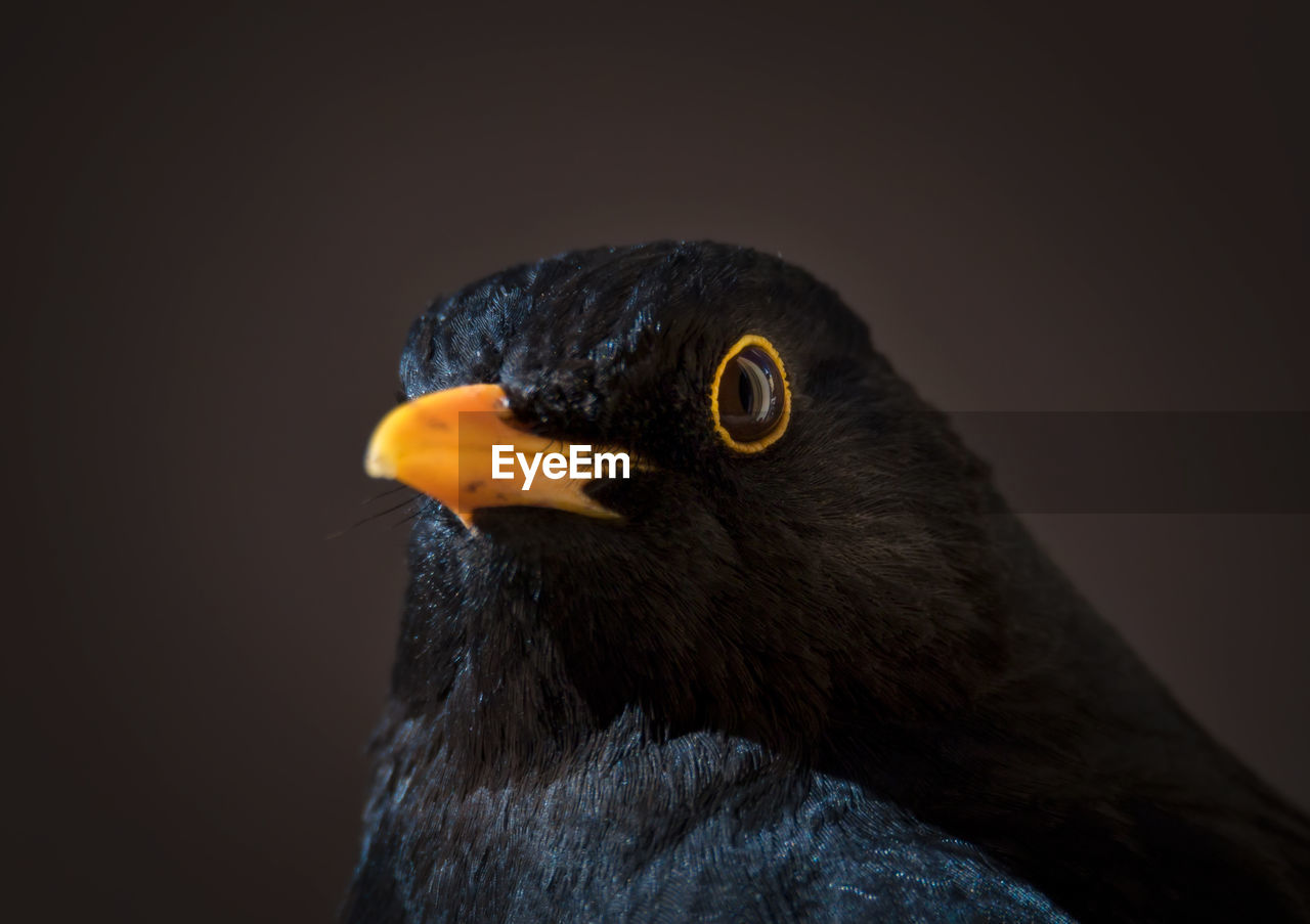 Close-up portrait of male blackbird