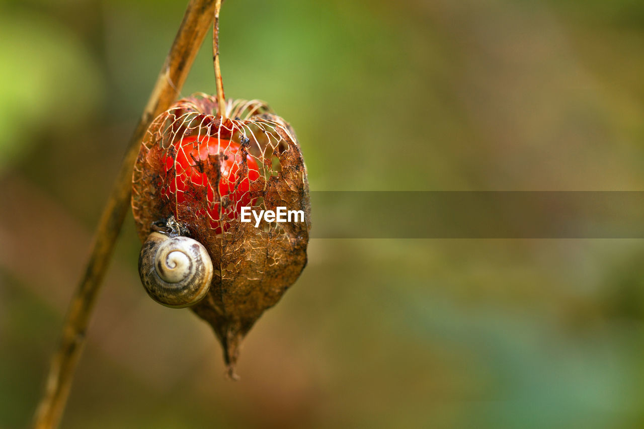 Chinese lantern plant