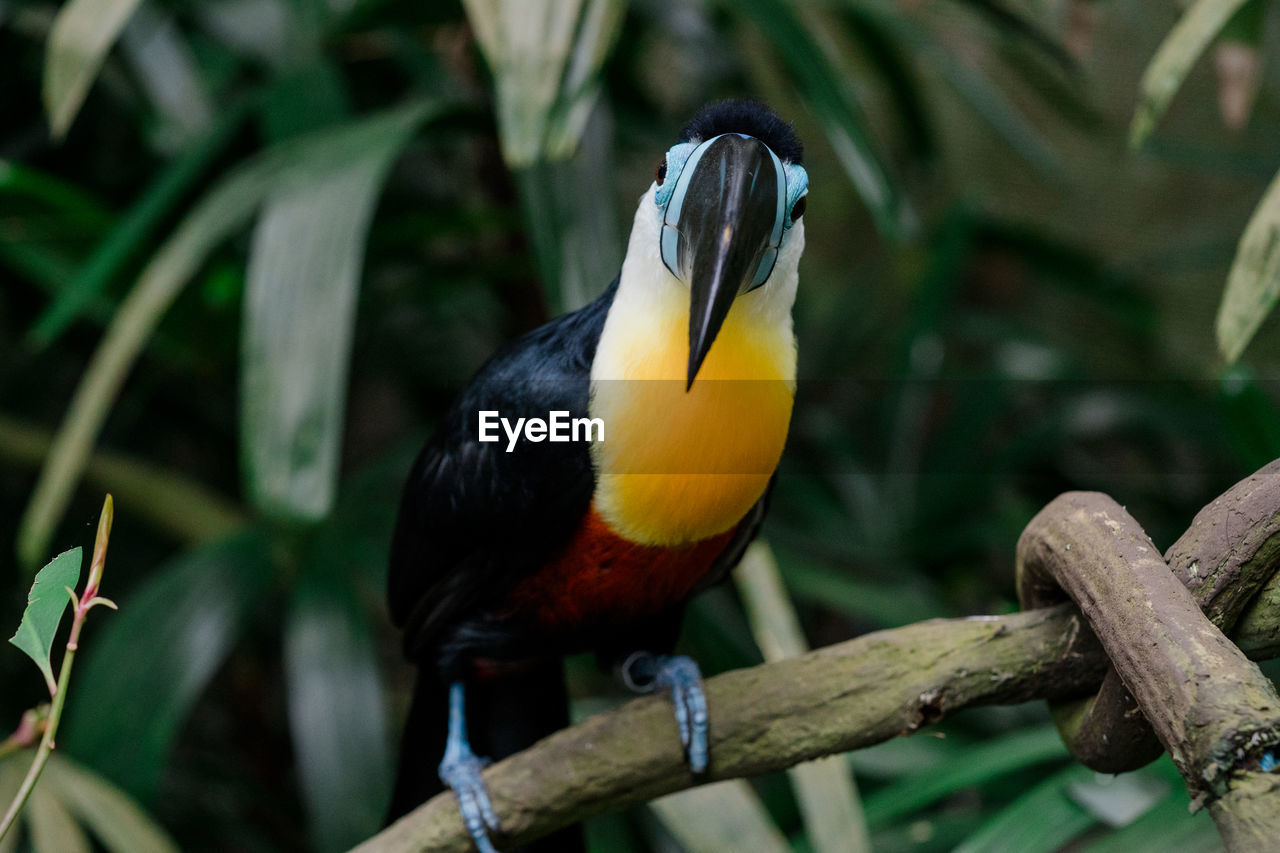 Close-up of bird perching on branch