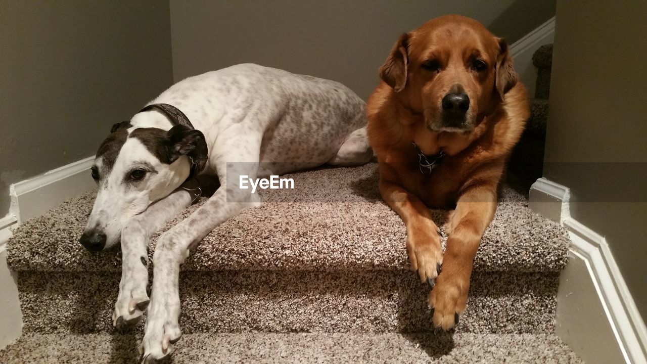 Portrait of a dogs resting on carpeted stairs