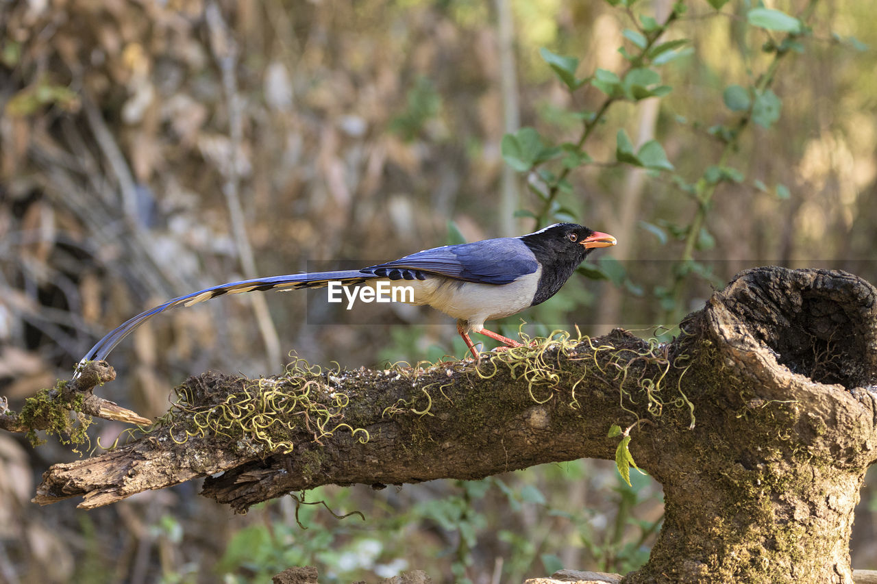 Close-up of red billed blue magpie bird perching on tree trunk in forest