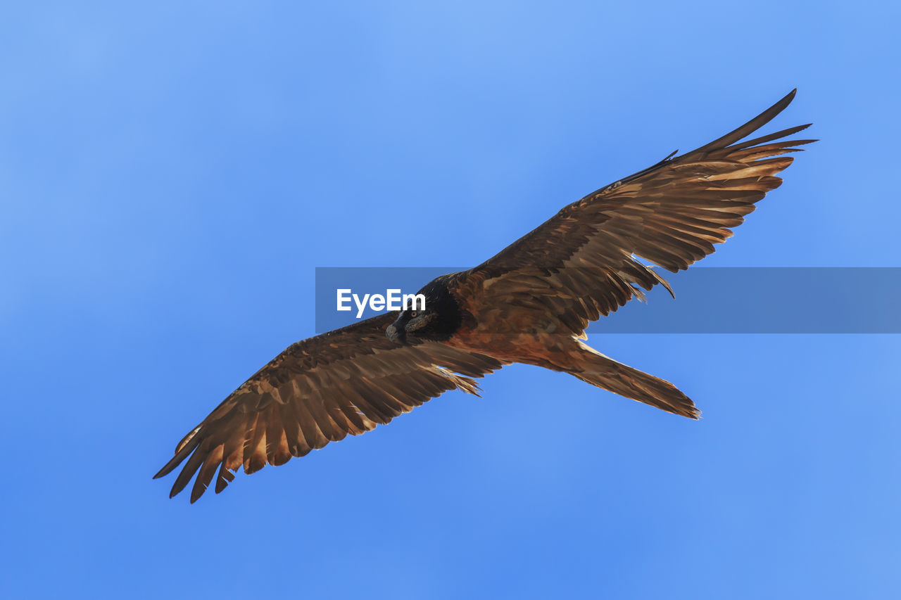 Low angle view of eagle flying against clear blue sky