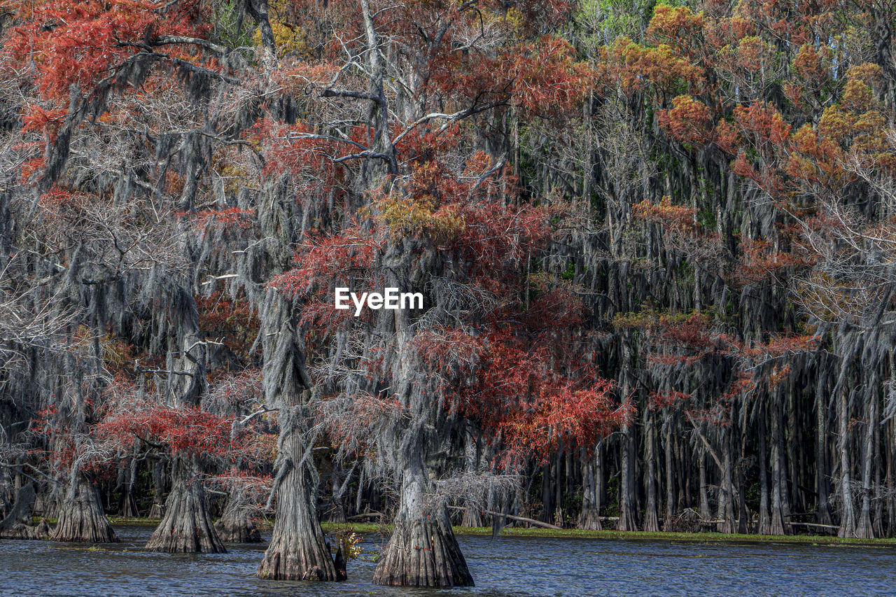 trees in lake