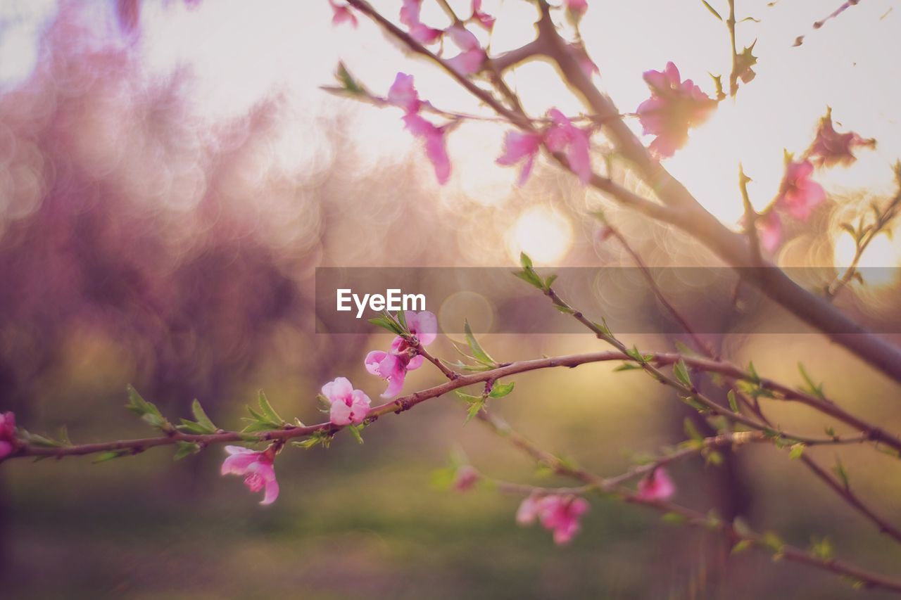 Low angle view of pink flowers growing on tree