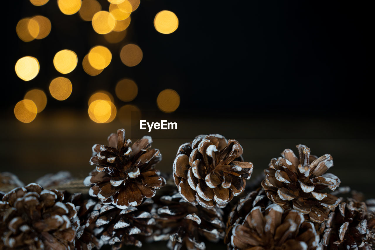 Close-up of snow covered pine cones at night