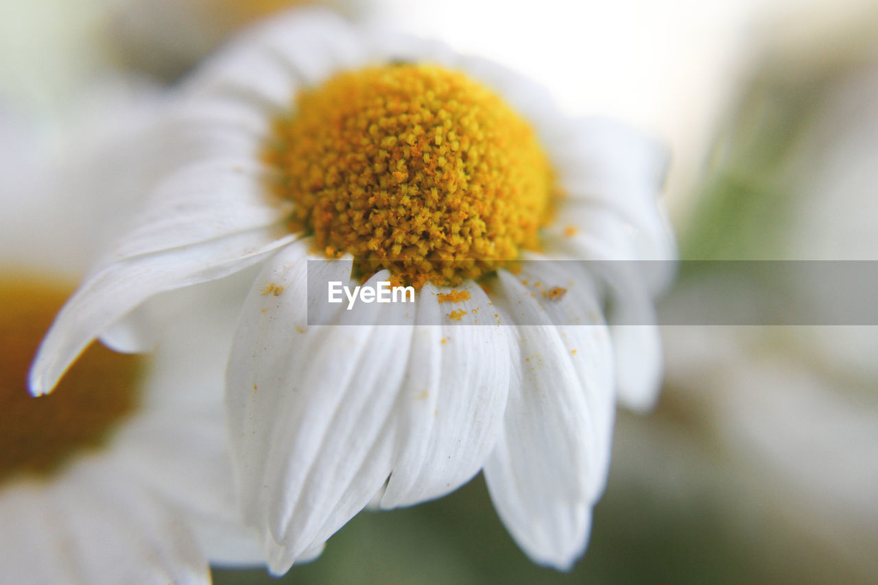 Close-up of white flower