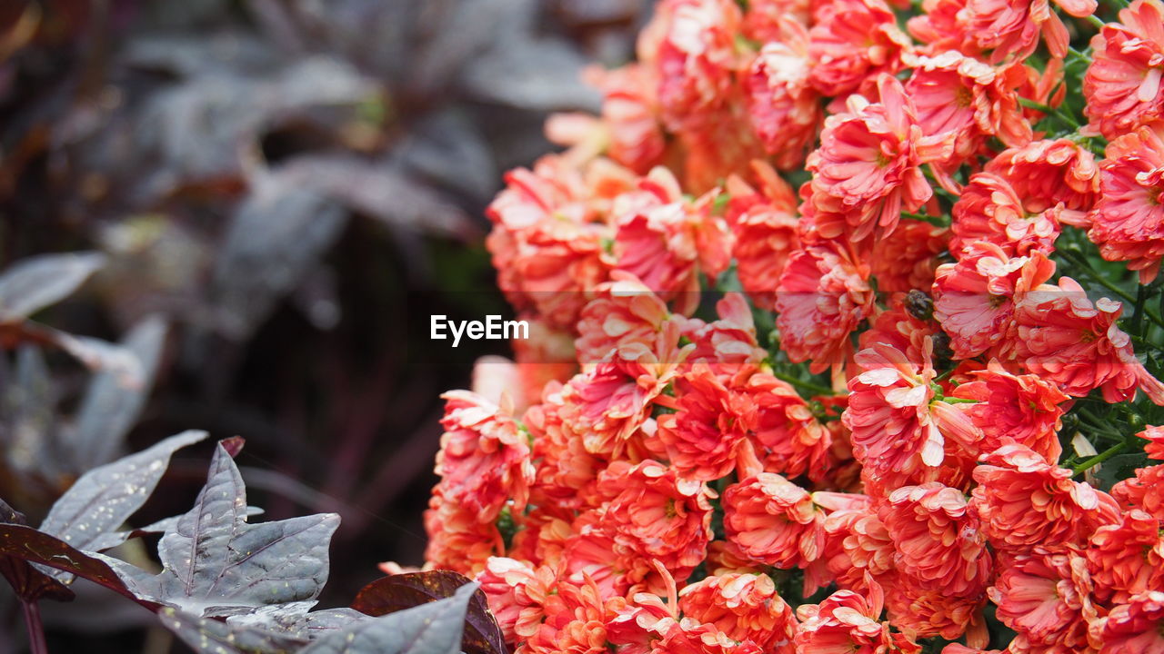 plant, flower, red, beauty in nature, flowering plant, nature, leaf, freshness, plant part, shrub, close-up, fragility, autumn, no people, outdoors, day, blossom, branch, petal, growth, tree, focus on foreground, spring, springtime, pink