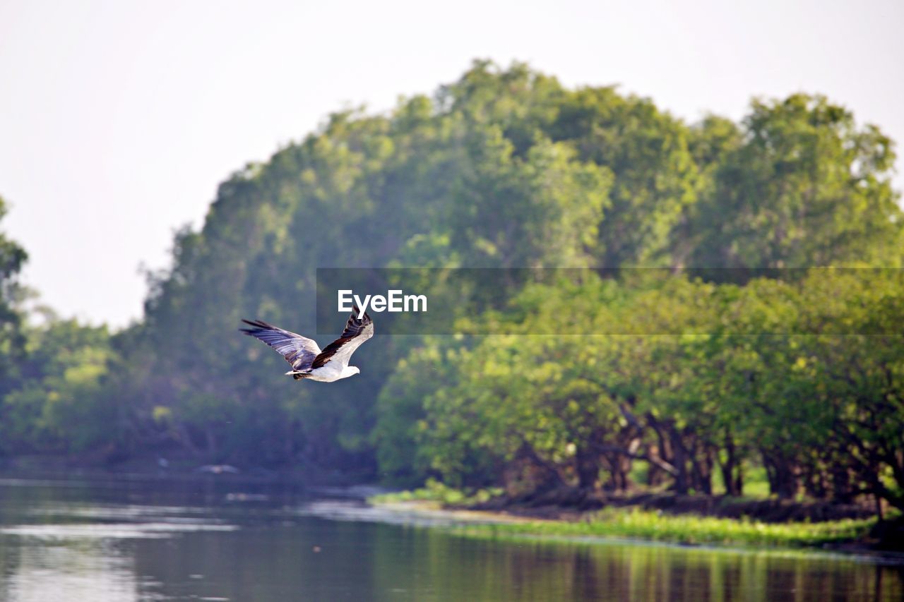 Eagle soaring over a river
