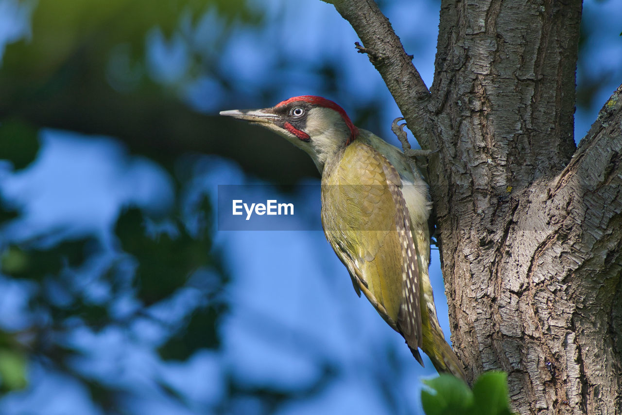 CLOSE-UP OF A BIRD PERCHING ON TREE