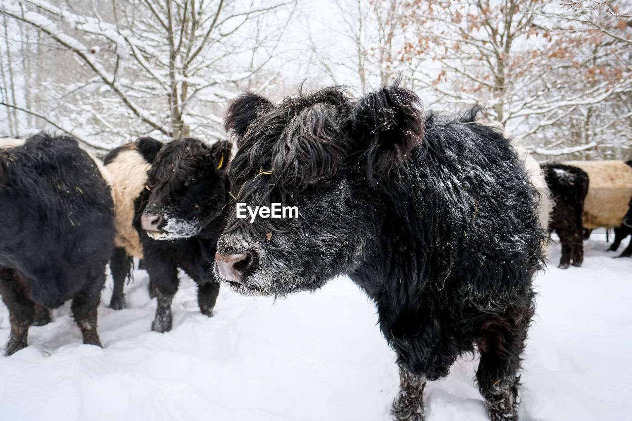 cow standing on snow