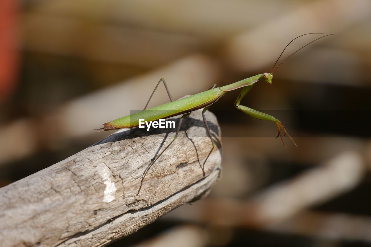 Close-up of praying mantis on bamboo