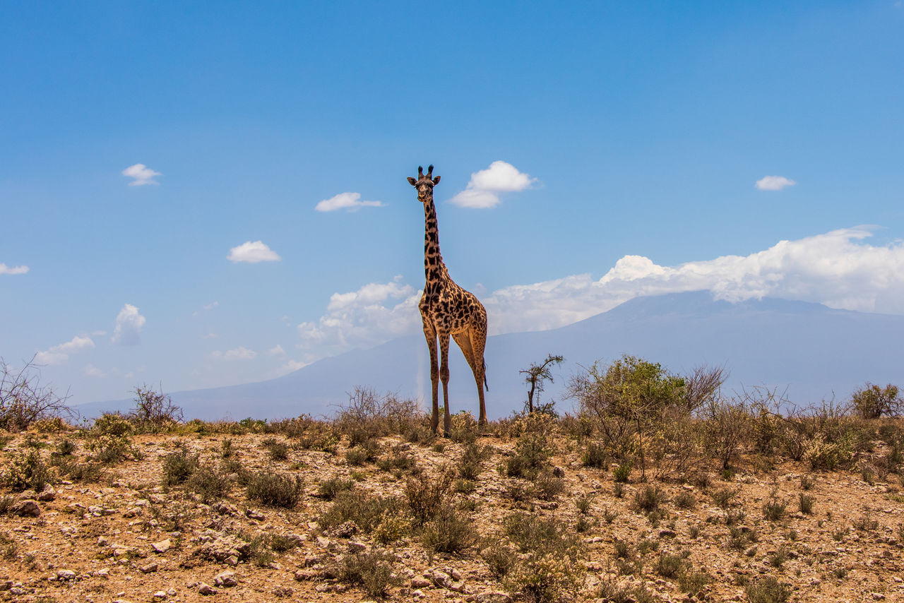 View of giraffe on land against blue sky