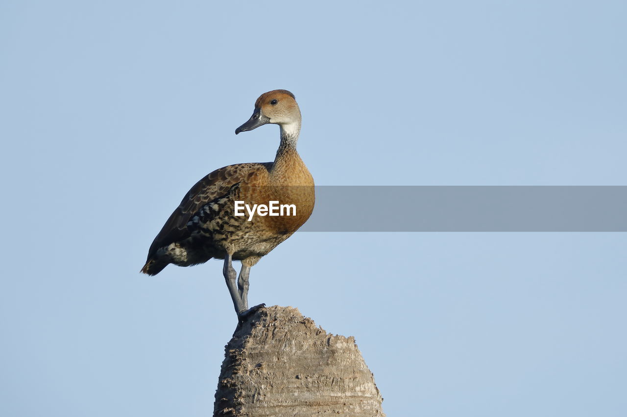 A west indian whistling duck