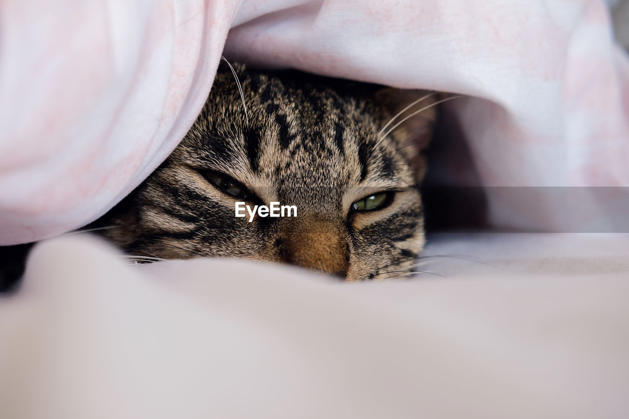 Close-up of a cat resting on bed