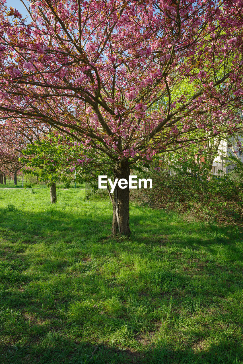 CHERRY BLOSSOM TREES ON FIELD