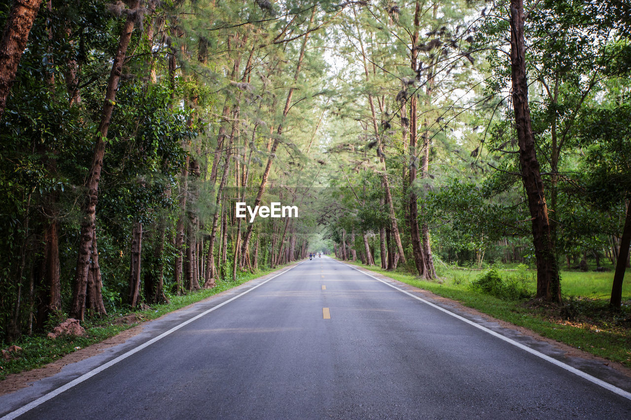 Road amidst trees in forest