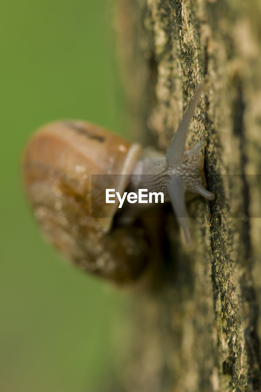 CLOSE-UP OF A SNAIL ON TREE TRUNK