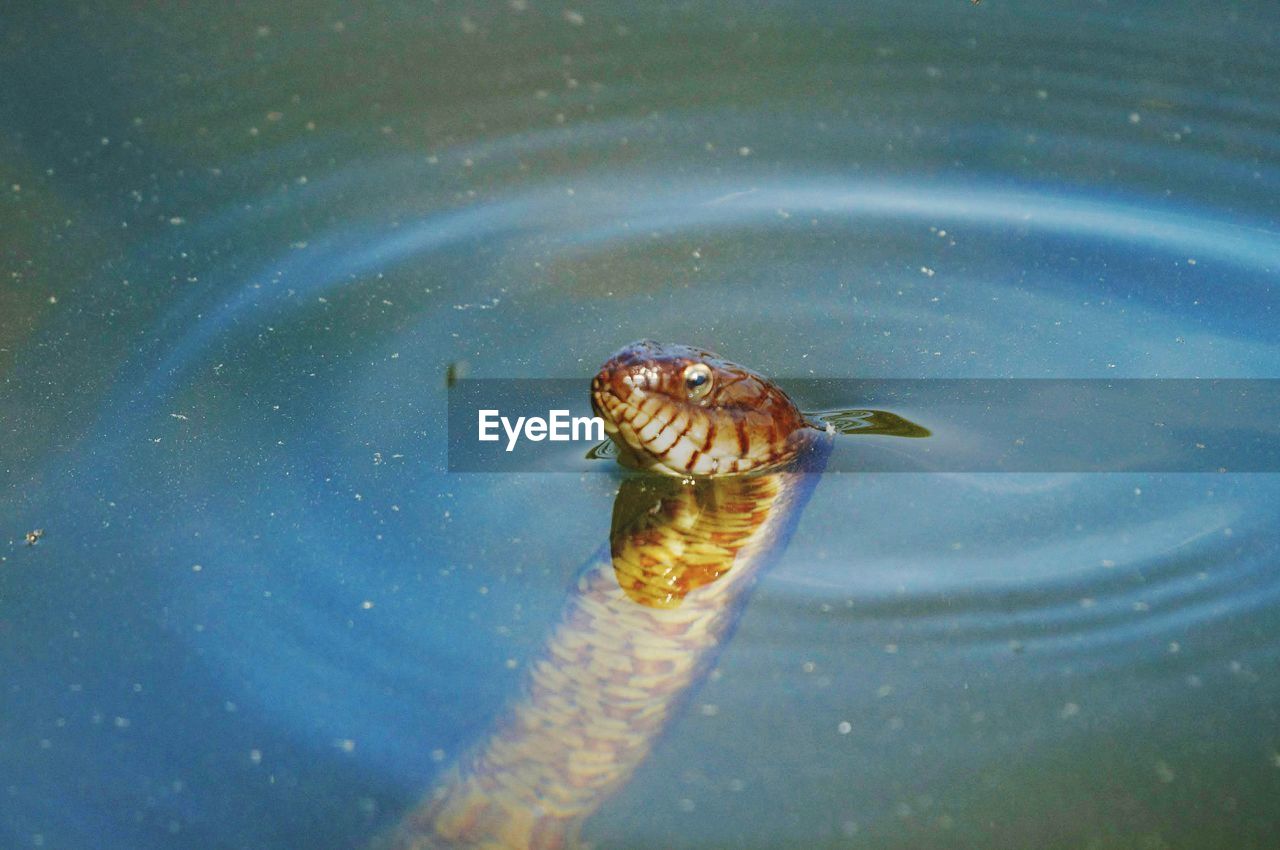 HIGH ANGLE VIEW OF AN ANIMAL IN SEA