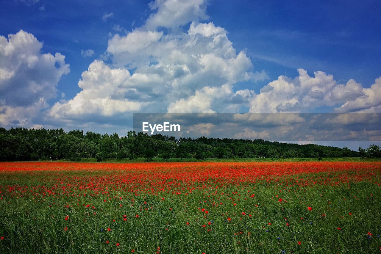 PANORAMIC VIEW OF FIELD AGAINST SKY