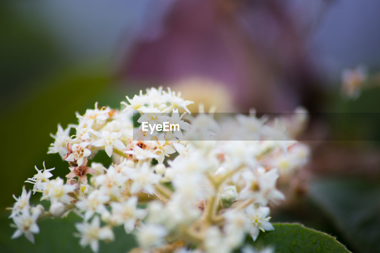 Close-up of fresh white flowers