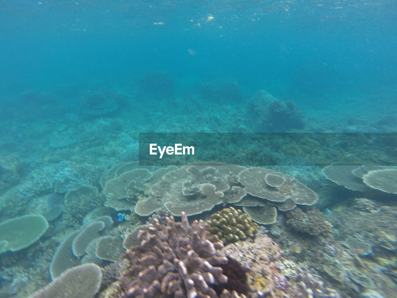 Aerial view of coral swimming underwater