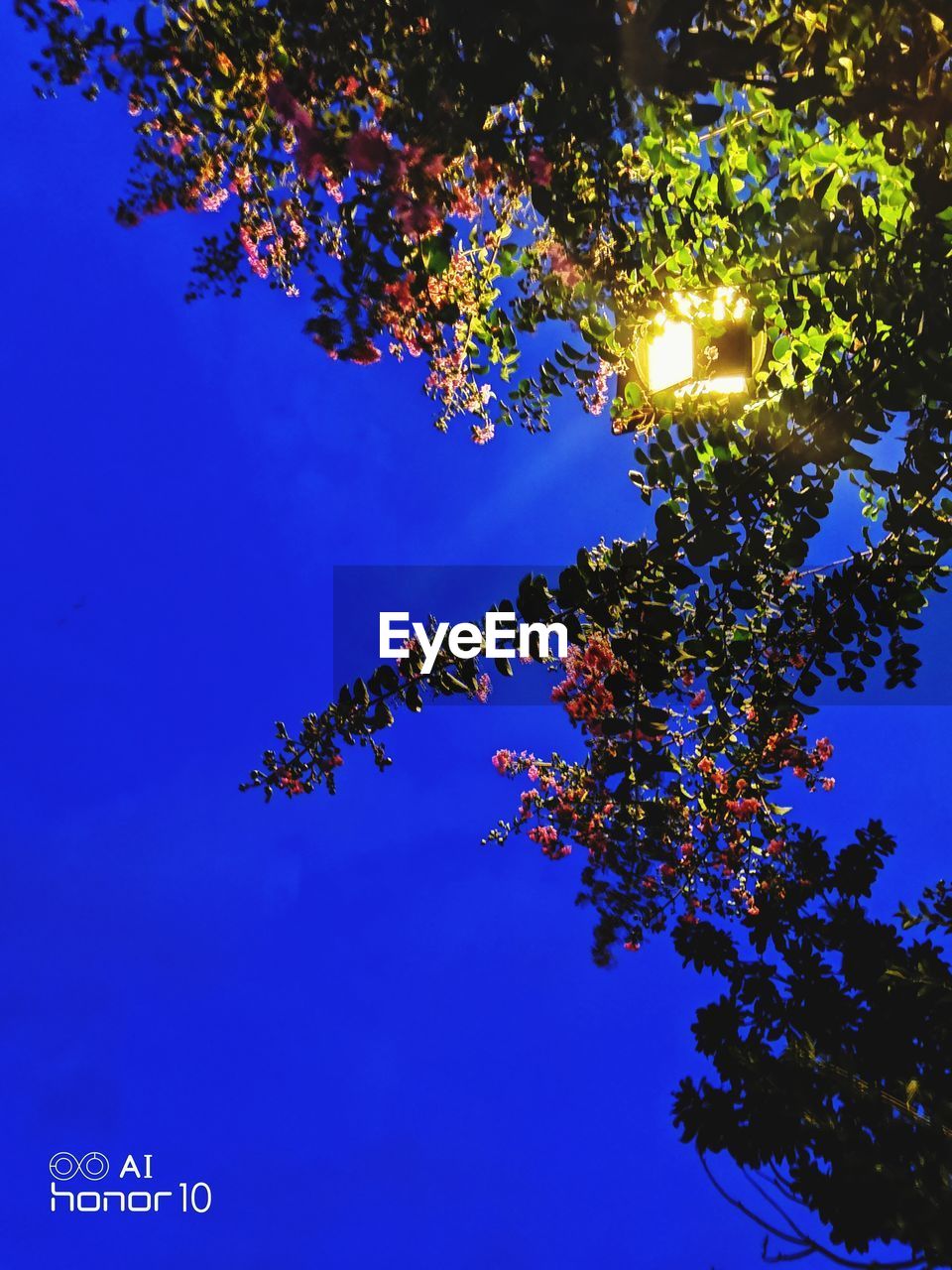 LOW ANGLE VIEW OF TREE AGAINST BLUE SKY