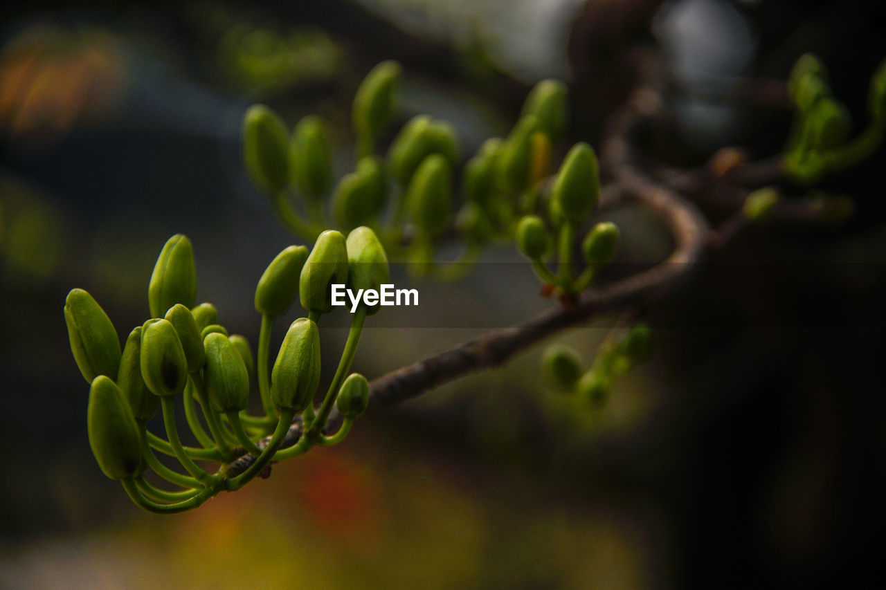 CLOSE-UP OF GREEN PLANT