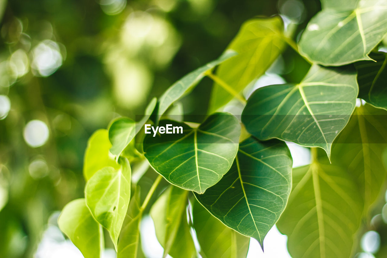 CLOSE-UP OF LEAVES AGAINST BLURRED TREES