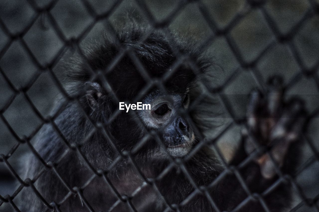 CLOSE-UP OF MONKEY ON CHAINLINK FENCE IN ZOO