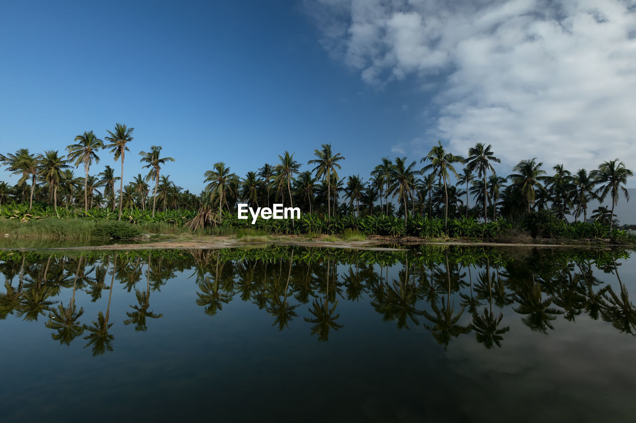 Scenic view of palams reflected in lake against sky