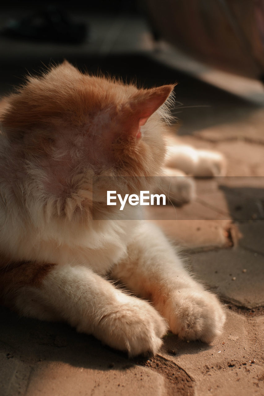 animal themes, animal, mammal, cat, one animal, pet, domestic animals, skin, nose, whiskers, domestic cat, close-up, feline, kitten, relaxation, no people, small to medium-sized cats, felidae, animal body part, carnivore, lying down, focus on foreground, paw, resting, white, animal hair, cute