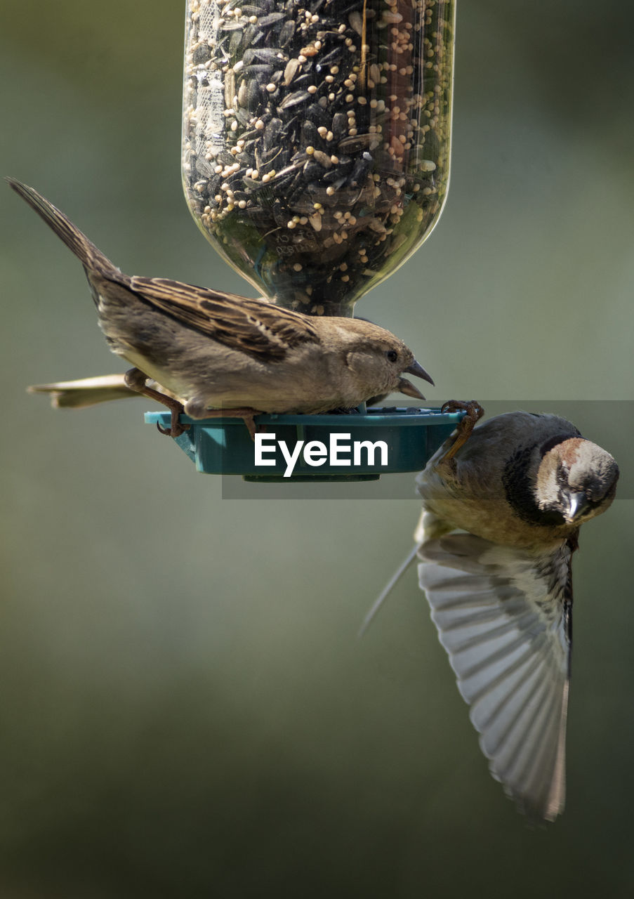 Conflict at the bird feeder