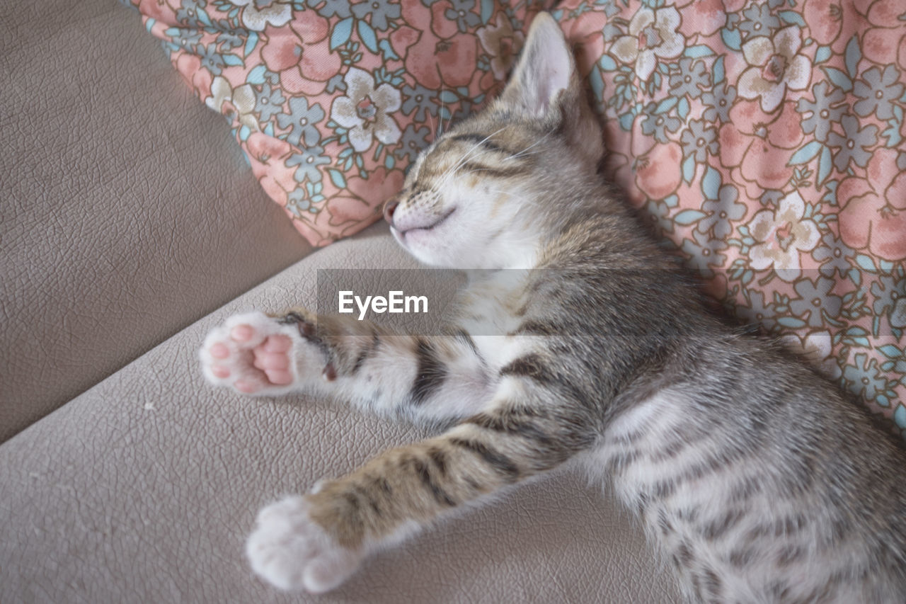 CLOSE-UP OF CAT SLEEPING ON CARPET