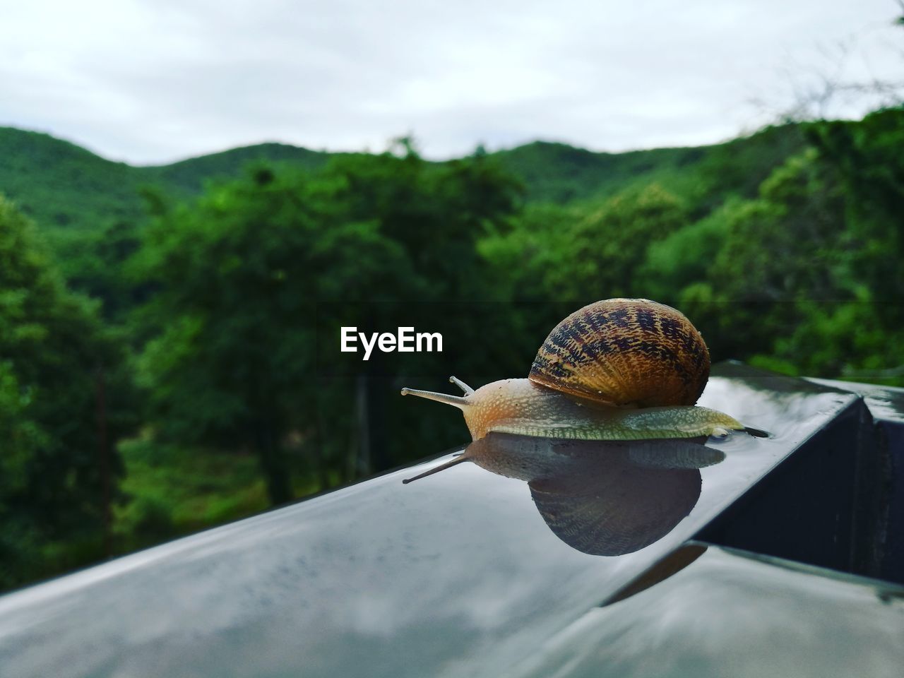 Close-up of snail on glass