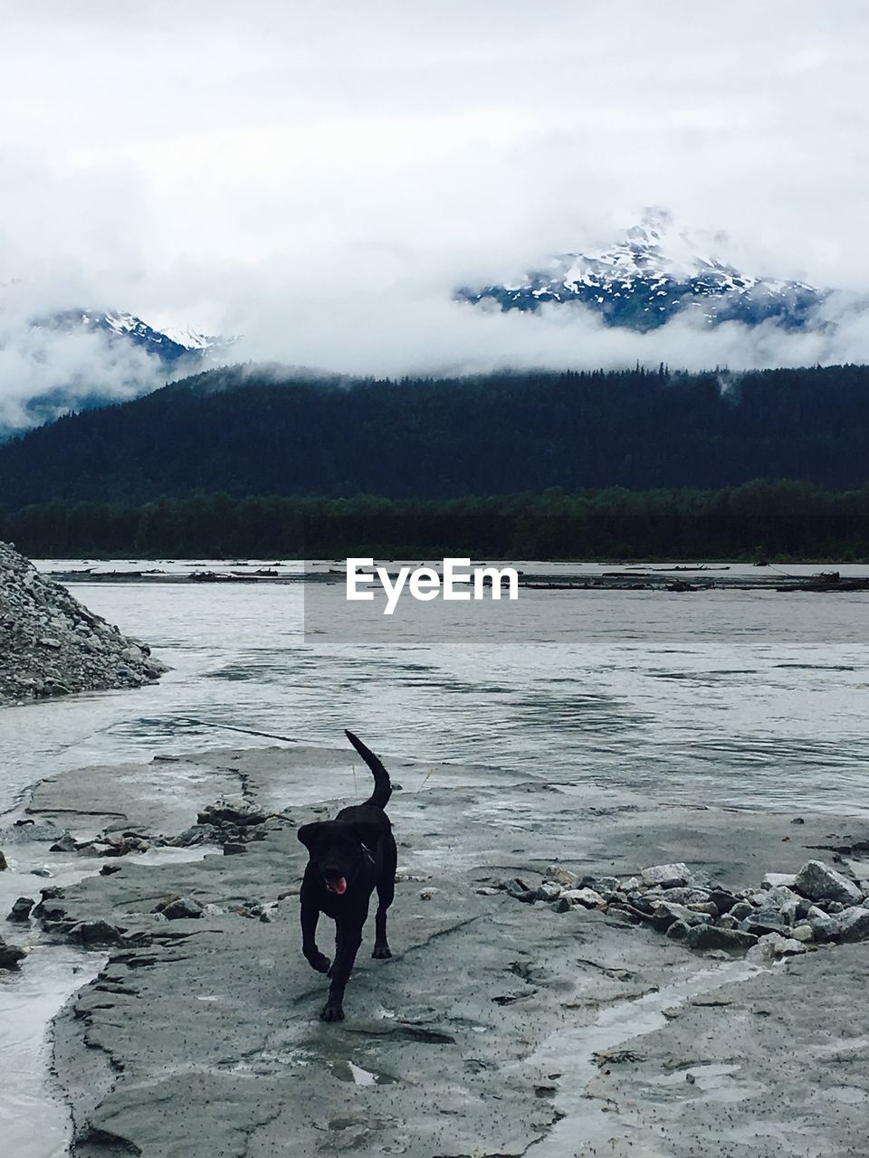 VIEW OF DOG ON STREET