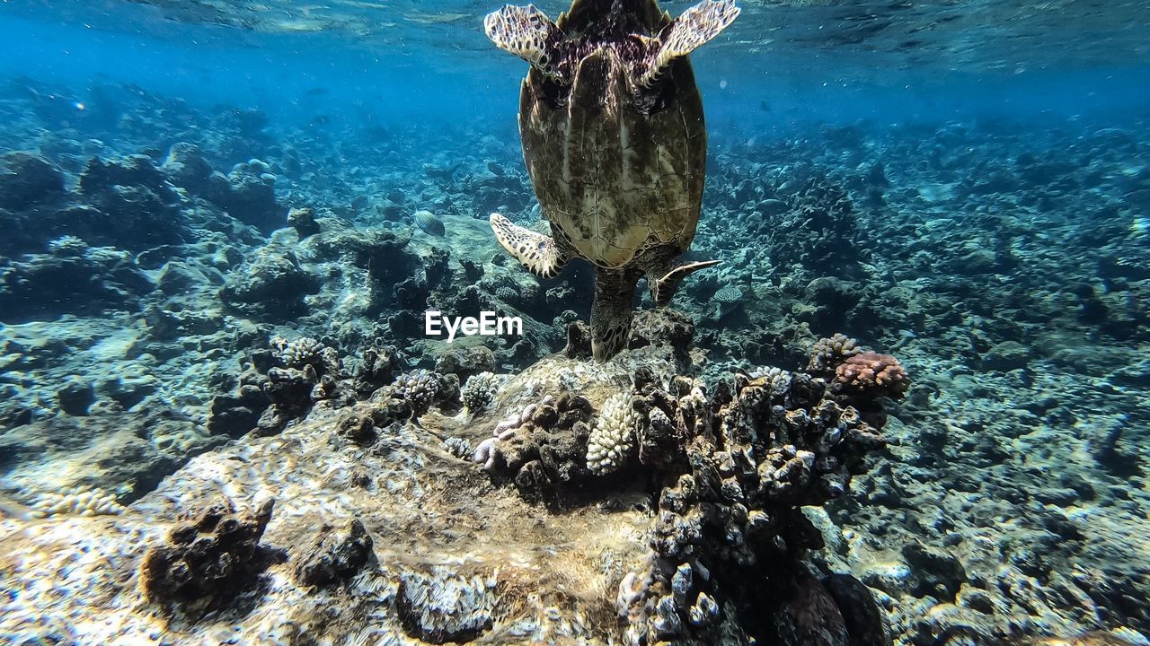 FISH SWIMMING UNDERWATER