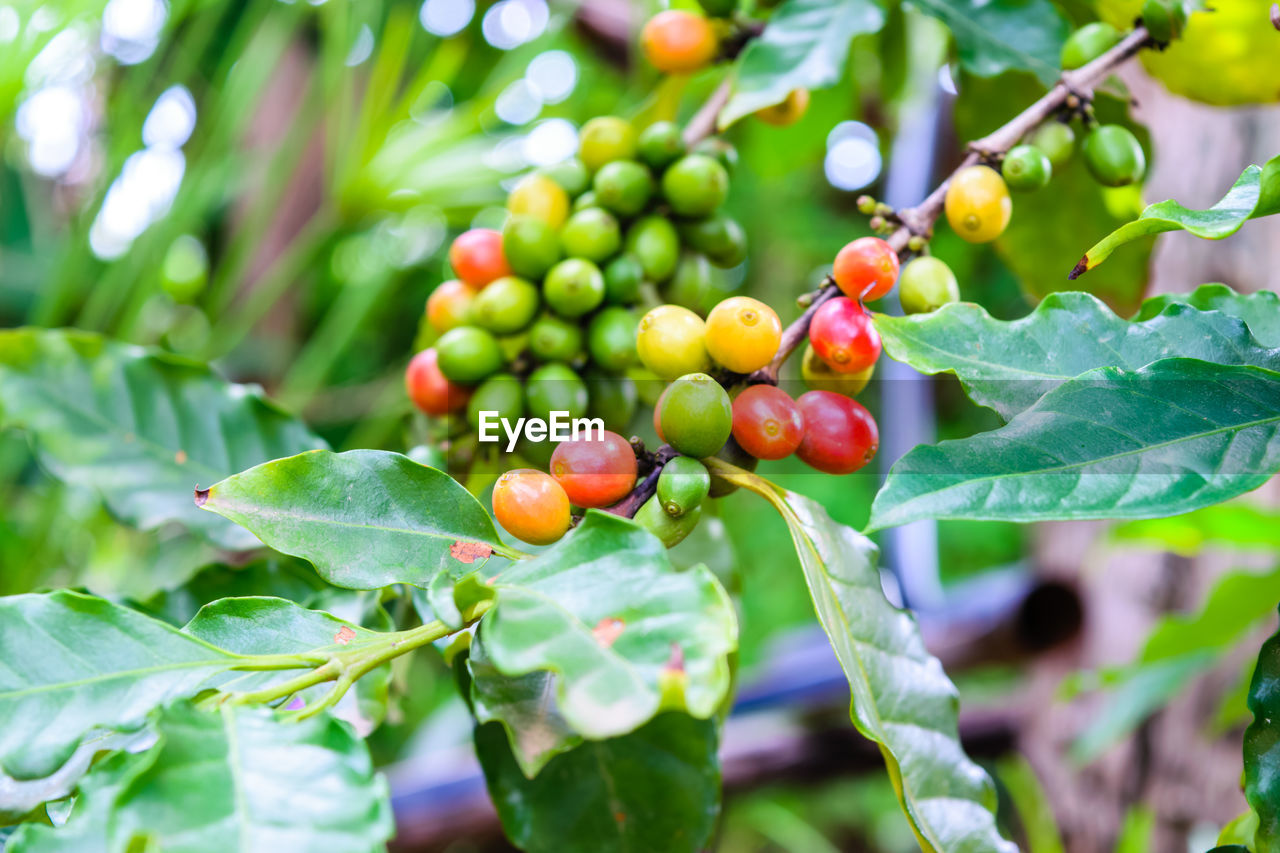 CLOSE-UP OF BERRIES ON TREE