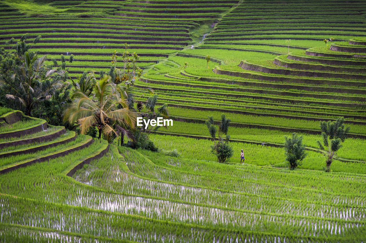 Scenic view of agricultural field