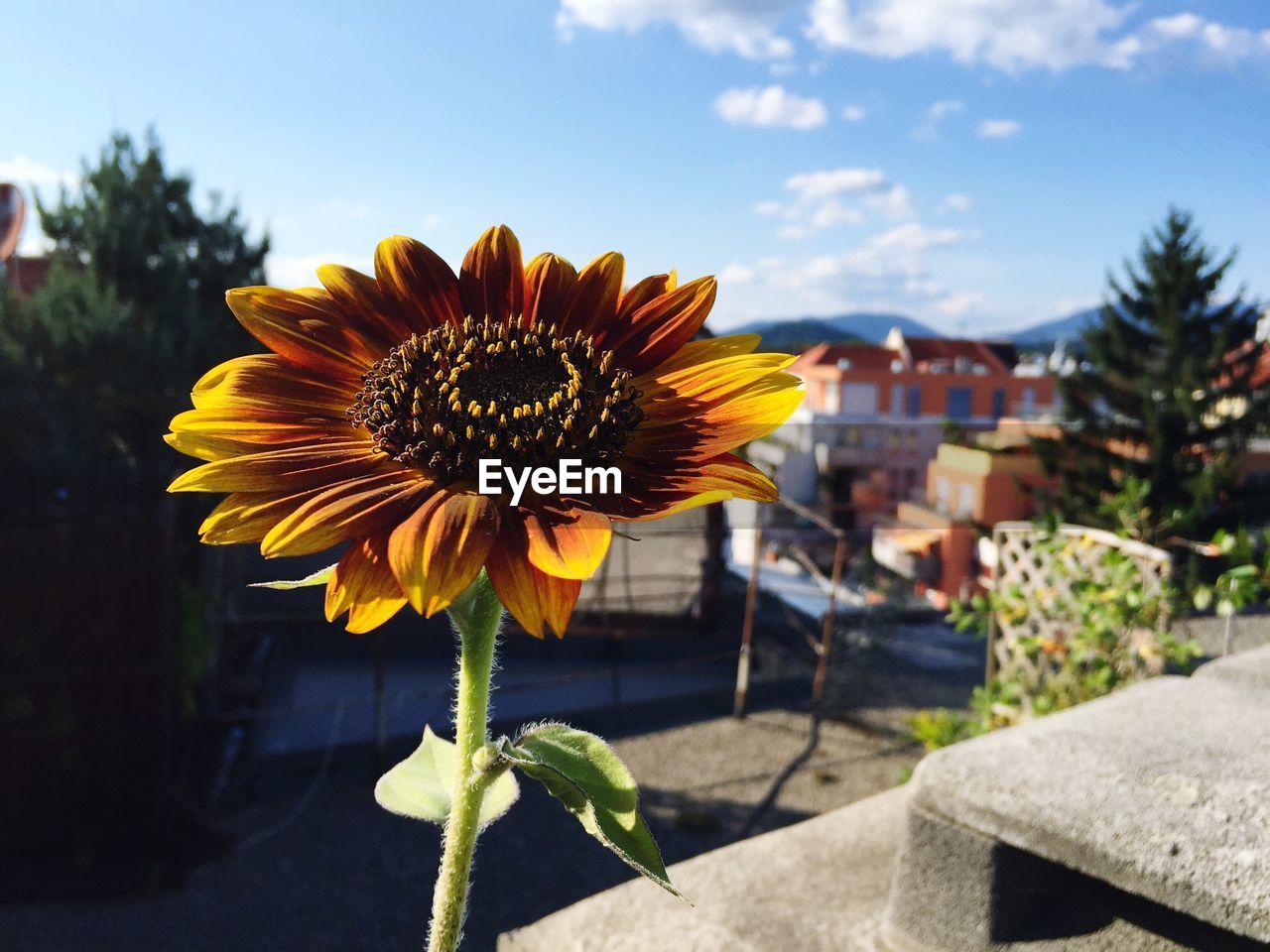 CLOSE-UP OF SUNFLOWERS