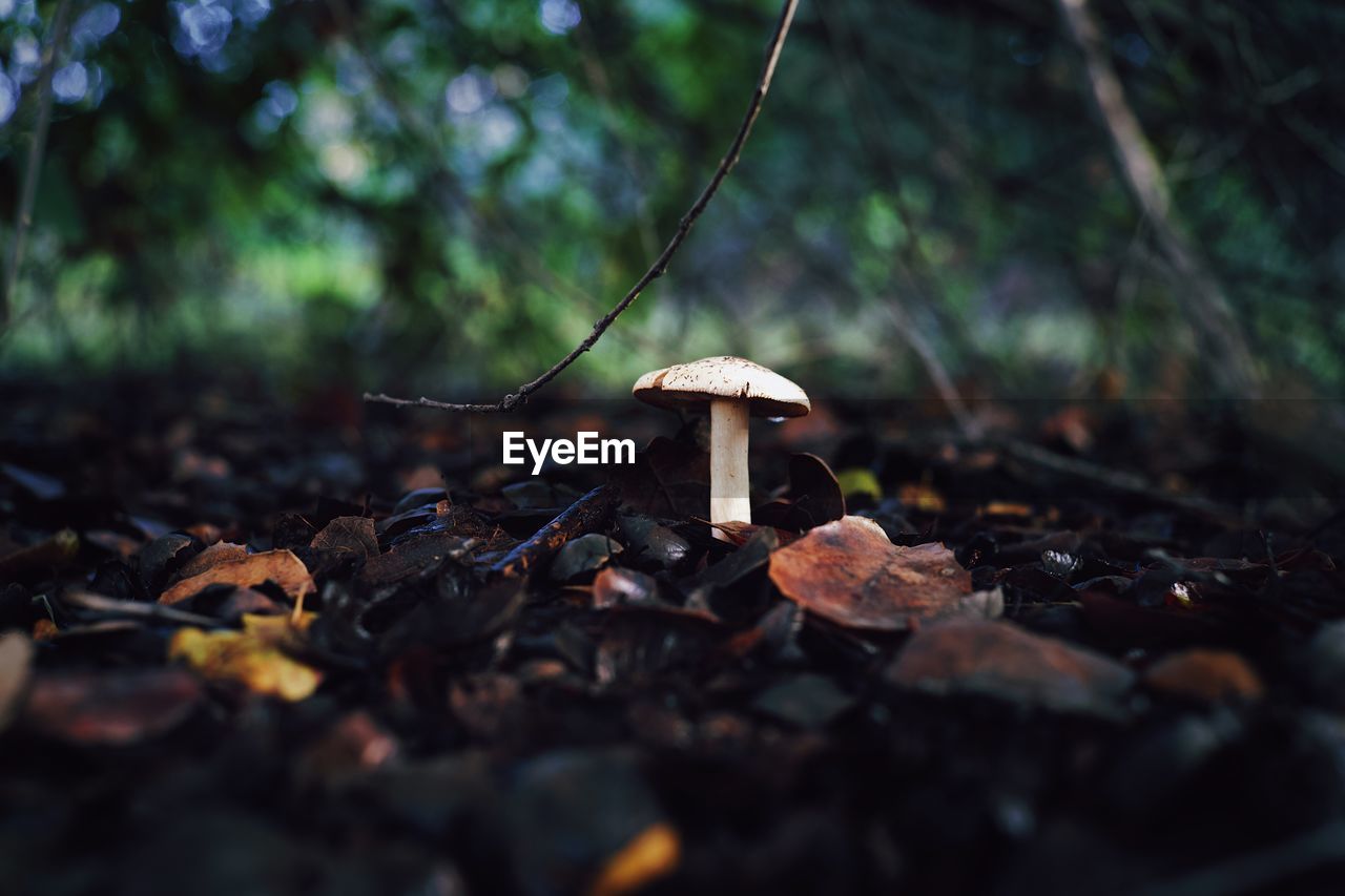 nature, forest, mushroom, fungus, tree, land, plant, natural environment, leaf, autumn, food, sunlight, woodland, vegetable, no people, growth, selective focus, outdoors, soil, day, toadstool, macro photography, plant part, close-up, beauty in nature, environment, tranquility, food and drink