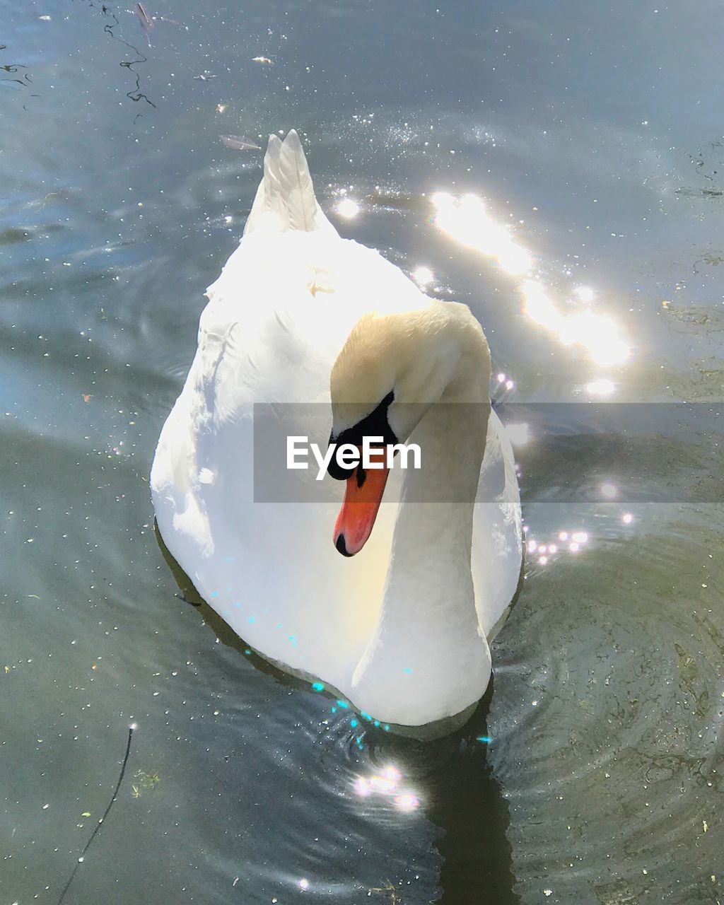 SWAN SWIMMING IN LAKE