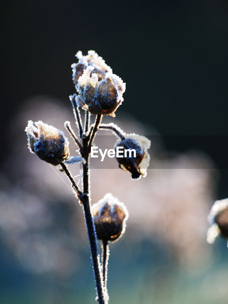 Close-up of frozen wilted plant