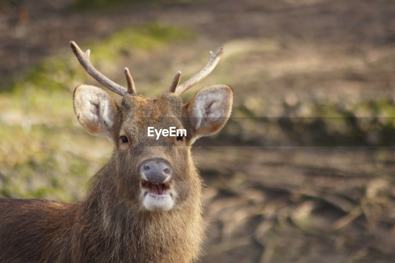 PORTRAIT OF DEER ON FIELD