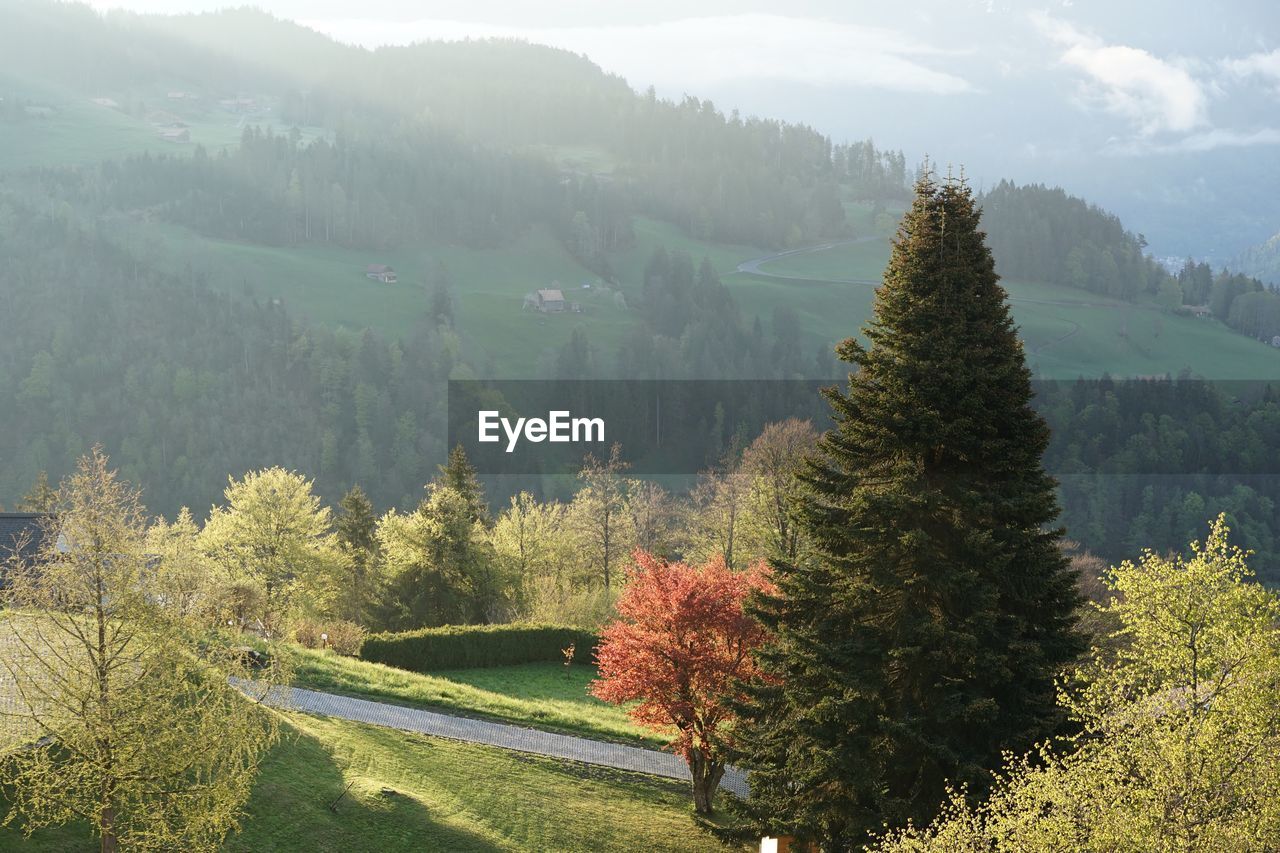 Panoramic view of trees on landscape against sky